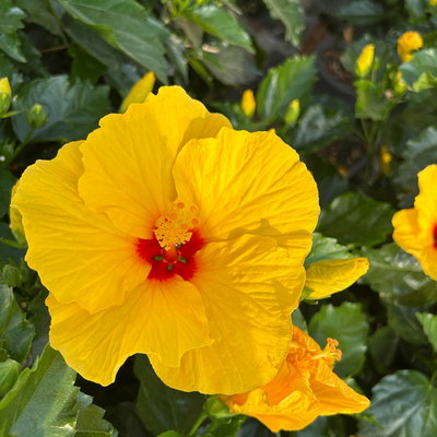 Hibiskus, gelb, Stamm, Topf-Ø 33 cm, Höhe ca. 150 cm Hibiskus, gelb, Stamm, Topf-Ø 33 cm, Höhe ca. 150 cm