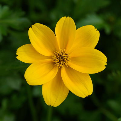 Goldmarie 'Golden Empire™' gelb, Topf-Ø 12 cm, 6er-Set