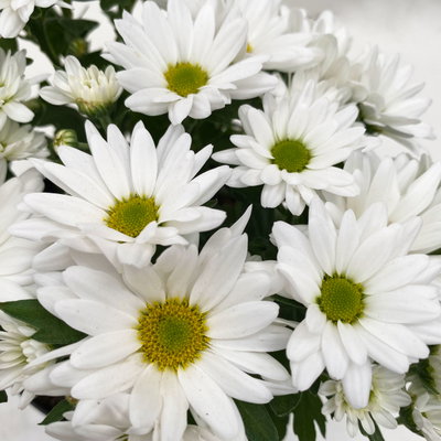 Chrysanthemen 'Swifty', weiß, Topf-Ø 10,5 cm, 6 Pflanzen