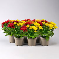 Chrysanthemen Trio 'Sunset' orange-gelb-rot, Topf-Ø 12 cm, 6er-Set