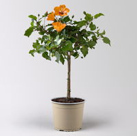 Hibiskus HibisQs® 'Petit Orange' orange, Stamm, Topf-Ø 17 cm, Höhe ca. 60 cm