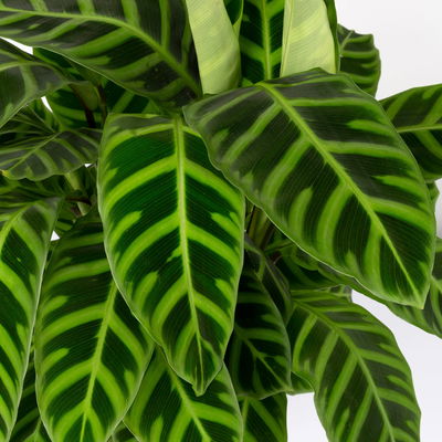 Korbmarante, Goeppertia zebrina syn. Calathea, Topf-Ø 19 cm, Höhe ca. 65 cm