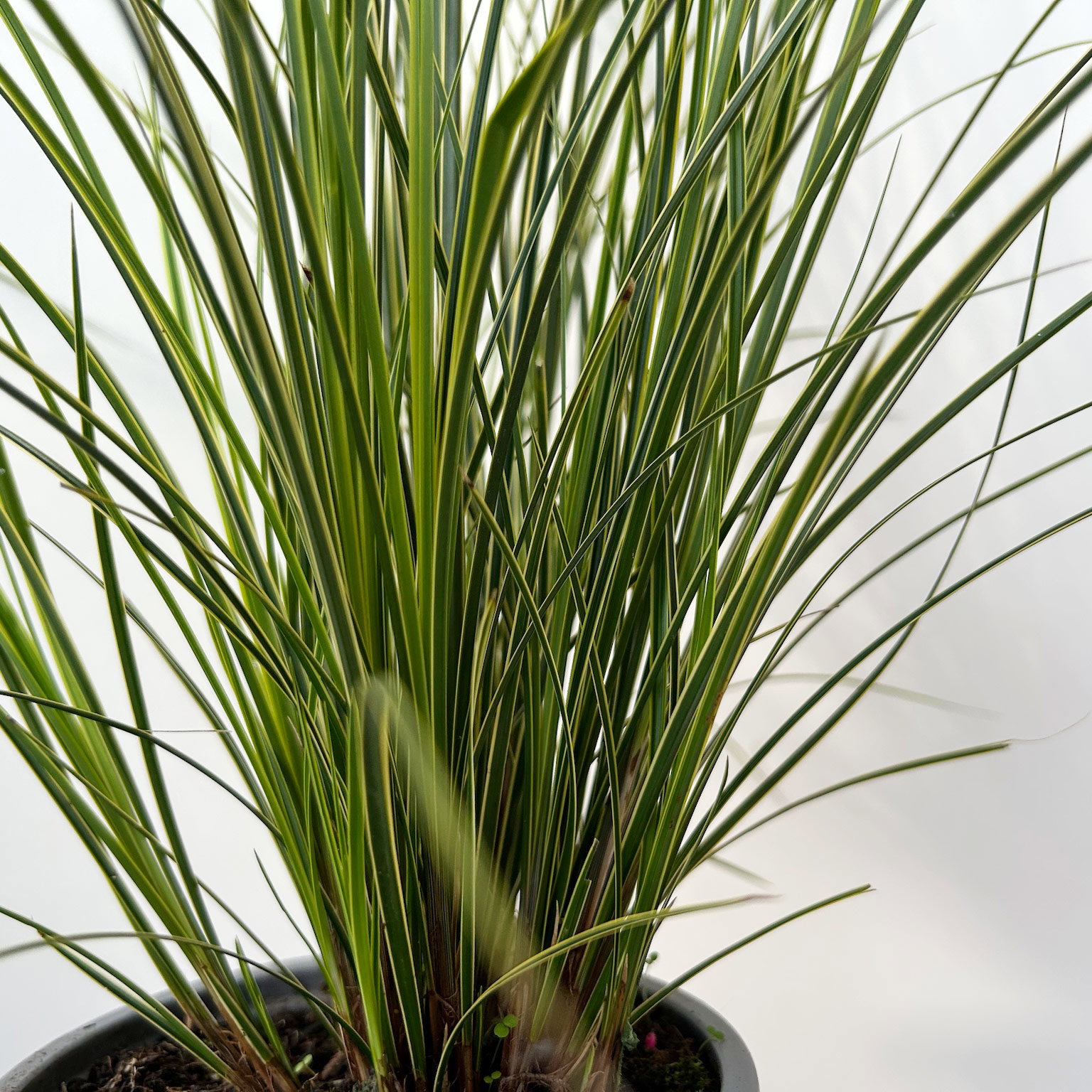 Bio Segge, grün-gelb, Topf-Ø 12 cm, 3 Pflanzen Bio Segge, grün-gelb, Topf-Ø 12 cm, 3 Pflanzen