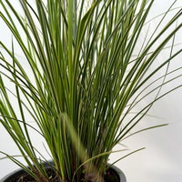 Bio Segge, grün-gelb, Topf-Ø 12 cm, 3 Pflanzen Bio Segge, grün-gelb, Topf-Ø 12 cm, 3 Pflanzen