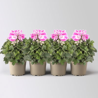 Edelgeranie Bella Donna® 'Don Amalia®', rosa-weiß, Topf-Ø 12 cm, 4 Pflanzen