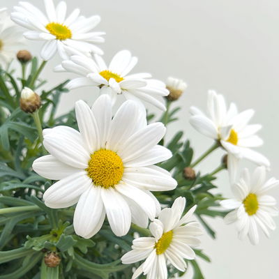 Margerite 'Stella', weiß, Topf-Ø 14 cm, 4 Pflanzen