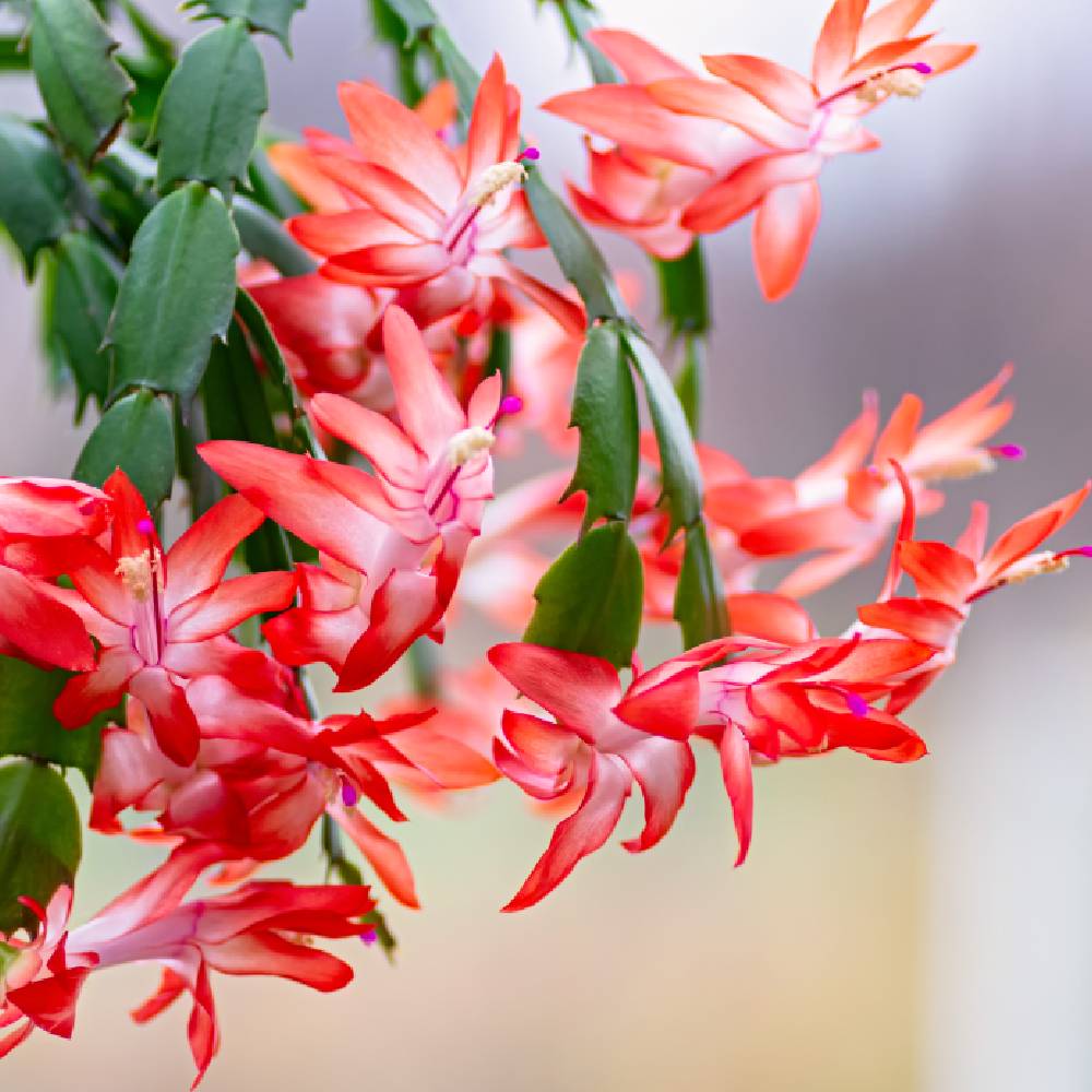 Weihnachtskaktus weihnachtskaktus-kakteen-und-sukkulenten-zimmerpflanzen