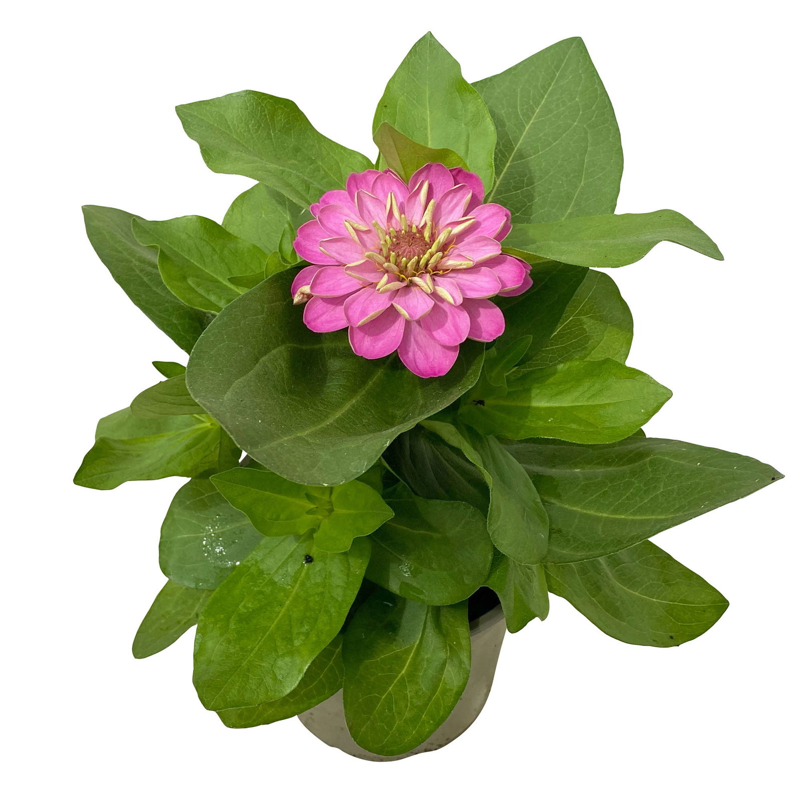 Zinnie, Farbe nach Verfügbarkeit, Topf-Ø 12 cm, 6 Pflanzen
