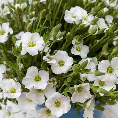 Berg-Sandkraut, weiß, Topf 3 Liter