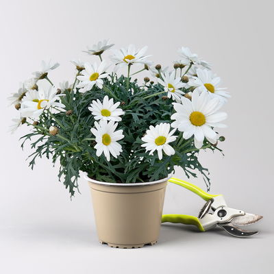 Margerite 'Beejou', weiß, Topf-Ø 14 cm, 3 Pflanzen