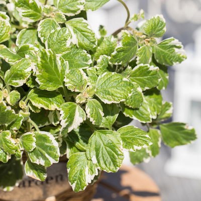 Plectranthus 'Variegata', grün-weiß, Topf -Ø 12 cm, 6 Pflanzen