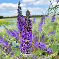 Sommerflieder, Buddleja davidii 'Empire Blue', blauviolett, Topf 5 lt.