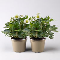 Christrose 'Praecox' weiß, Topf-Ø 13 cm, 2er-Set