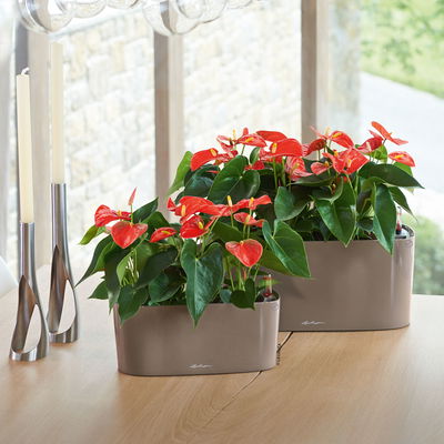 Lechuza 'Delta 10', taupe, ca. 30 x 11 x H 13 cm Lechuza 'Delta 10', taupe, ca. 30 x 11 x H 13 cm