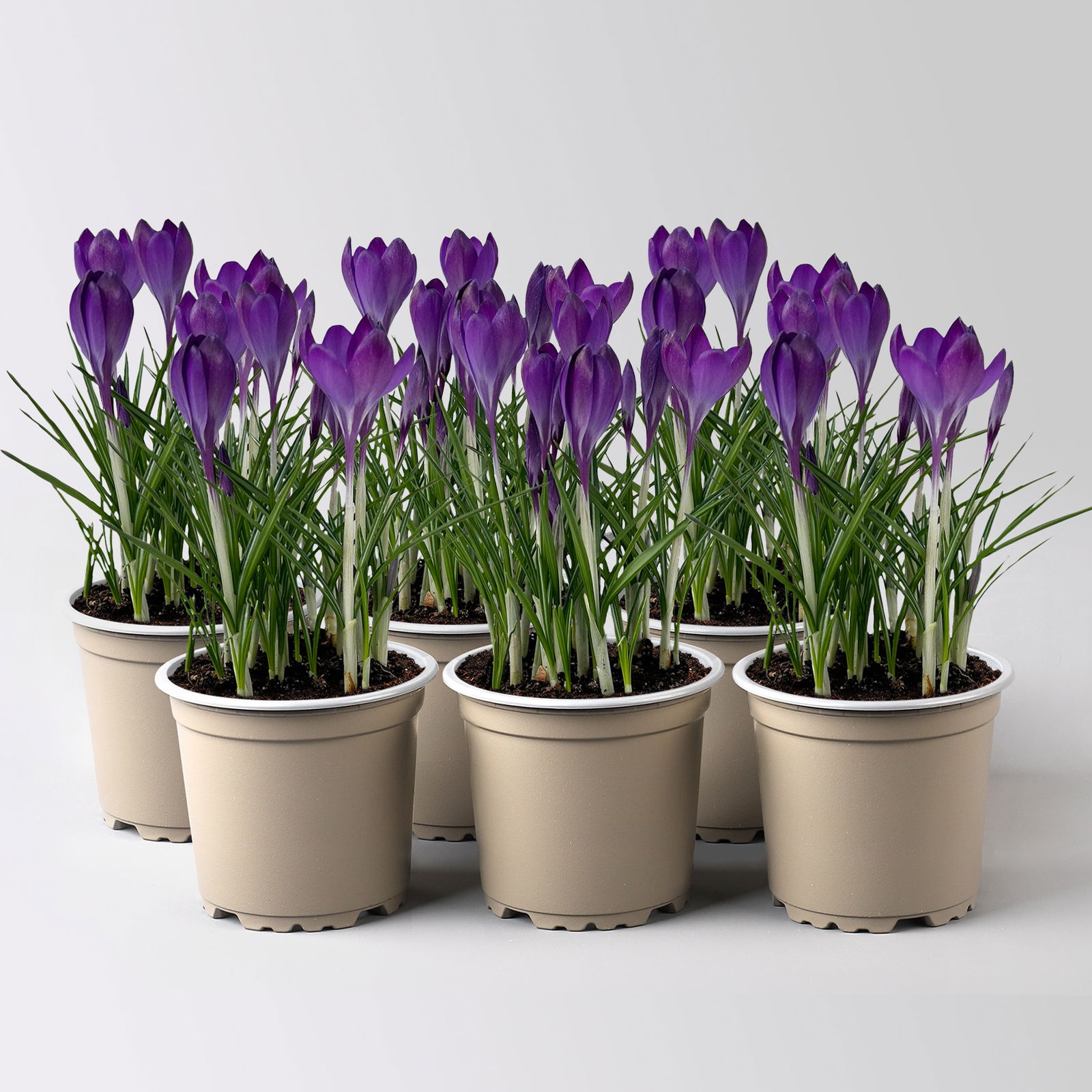 Wild Krokus 'Ruby Giant' blau-lila, vorgetrieben Topf-Ø 10,5 cm, 6 Pflanzen