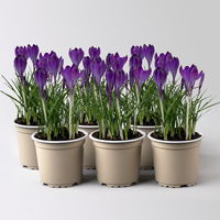 Wild Krokus 'Ruby Giant' blau-lila, vorgetrieben Topf-Ø 10,5 cm, 6 Pflanzen