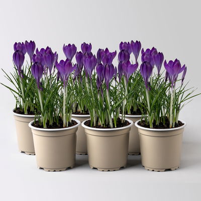 Wild Krokus 'Ruby Giant' blau-lila, vorgetrieben Topf-Ø 10,5 cm, 6 Pflanzen