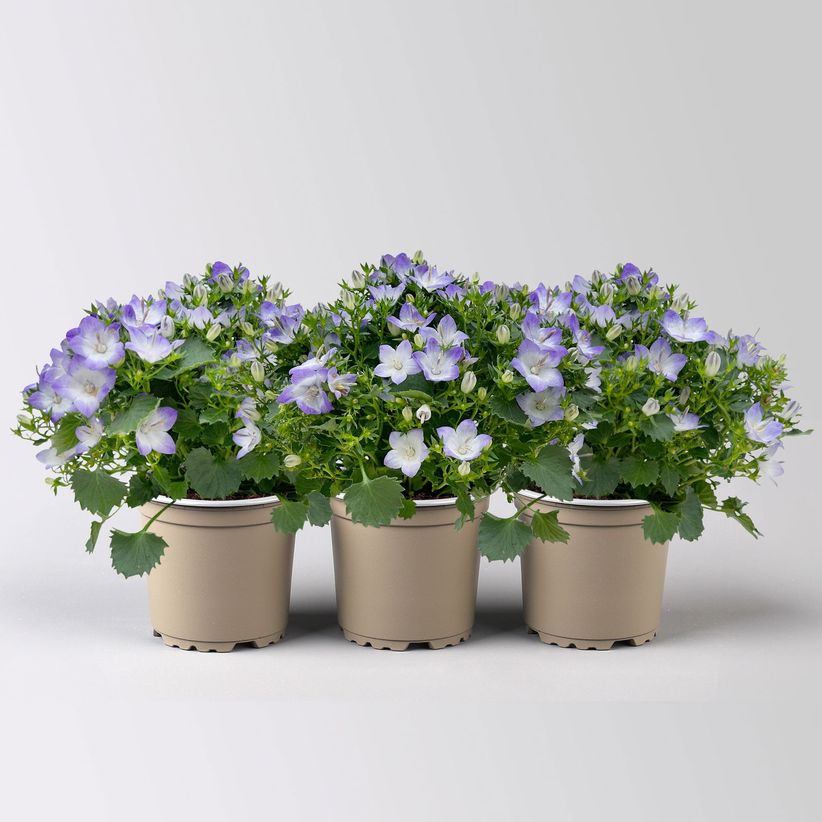 Glockenblume 'Fancy Mee'®, weiß-lilablau, Topf-Ø 10,5 cm, 3 Pflanzen