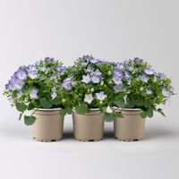 Glockenblume 'Fancy Mee'®, weiß-lilablau, Topf-Ø 10,5 cm, 3 Pflanzen