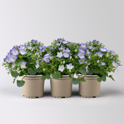 Glockenblume 'Fancy Mee'®, weiß-lilablau, Topf-Ø 10,5 cm, 3 Pflanzen Glockenblume 'Fancy Mee'®, weiß-lilablau, Topf-Ø 10,5 cm, 3 Pflanzen