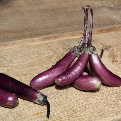 Blu Bio Aubergine 'Aubergine Super Mini F1',  Topf-Ø 12 cm, 6er-Set