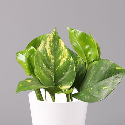 Efeutute mit Keramiktopf Dallas weiß, Topf-Ø 12 cm, Höhe ca. 15 cm, 2 Pflanzen