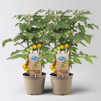 Tomatenpflanzen 'Pick-&-Joy® Candytom Yellow', Topf-Ø 14 cm, 2 Pflanzen