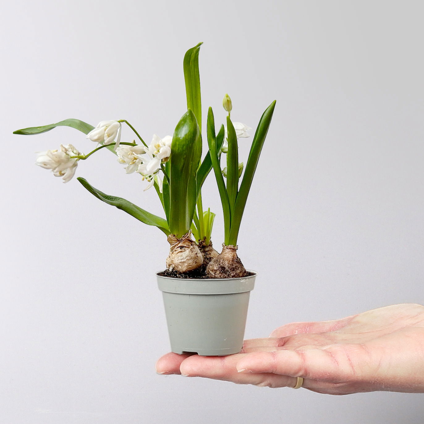 Scilla, weiß, vorgetrieben, Topf-Ø 5 cm, 10 Pflanzen Scilla, weiß, vorgetrieben, Topf-Ø 5 cm, 10 Pflanzen