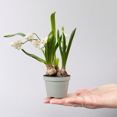 Scilla, weiß, vorgetrieben, Topf-Ø 5 cm, 10 Pflanzen Scilla, weiß, vorgetrieben, Topf-Ø 5 cm, 10 Pflanzen