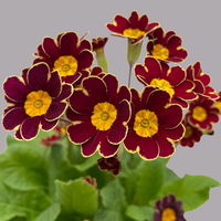 Garten-Schlüsselblume 'Little Queen' dunkelrot-gelb, Topf-Ø 13 cm, 6er-Set