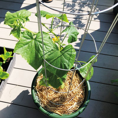 Gurkenturm, verzinkt, H120 x Ø20 cm