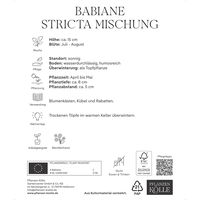 Kölles Beste Blumenknollen, Babiane Stricta Mischung Kölles Beste Blumenknollen, Babiane Stricta Mischung