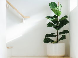 Geigenfeige Geigenfeige