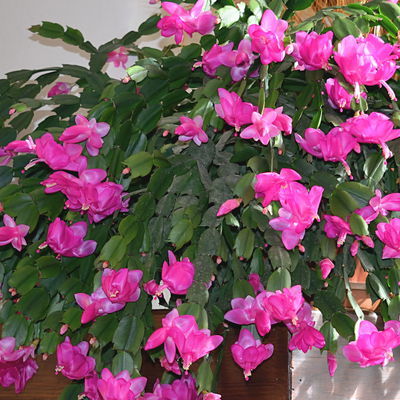 Weihnachtskaktus 'Duo', 2 Farben, Übertopf anthrazit, Topf-Ø 12 cm, 2 Pflanzen