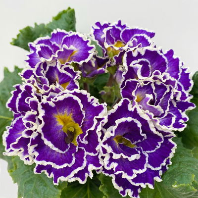 Primel 'Sirococco', Farben zufällig, gerüscht, Topf-Ø 11 cm, 8 Pflanzen