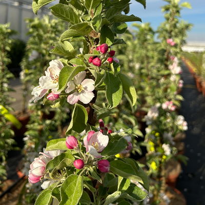 Kölle Bio Säulenapfel 'Greencatsⓢ', Unterlage MM 111, Topf 10 Liter Kölle Bio Säulenapfel 'Greencatsⓢ', Unterlage MM 111, Topf 10 Liter