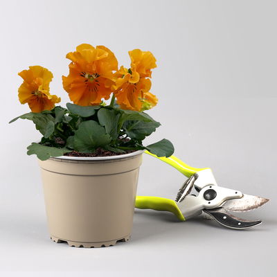 Stiefmütterchen Frizzle Sizzle®, orange, gewellt, Topf-Ø 13 cm, 6 Pflanzen Stiefmütterchen Frizzle Sizzle®, orange, gewellt, Topf-Ø 13 cm, 6 Pflanzen