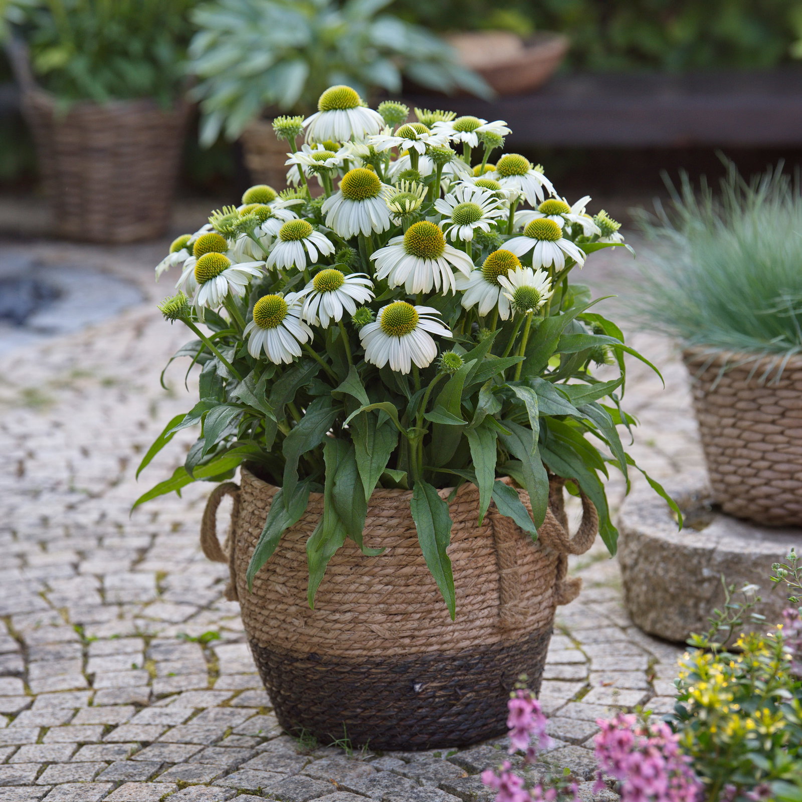 Sonnenhut 'Vintage White', weiß, 3 Liter Topf Sonnenhut 'Vintage White', weiß, 3 Liter Topf