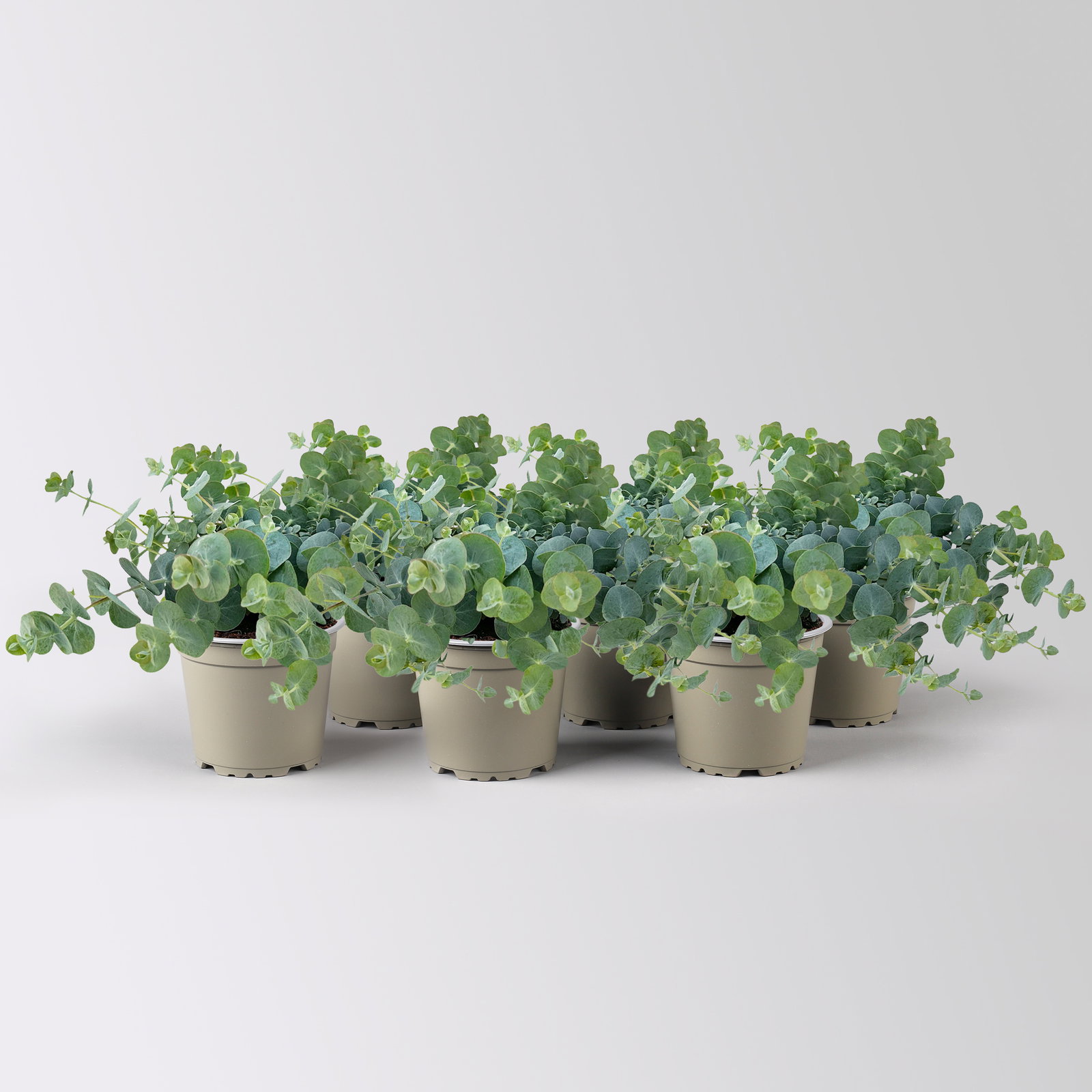 Eukalyptus 'Baby Blue', Topf-Ø 12 cm, 6 Pflanzen