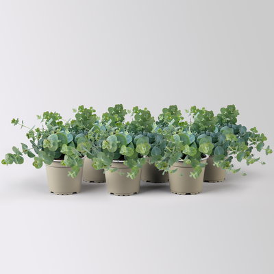 Eukalyptus 'Baby Blue', Topf-Ø 12 cm, 6 Pflanzen