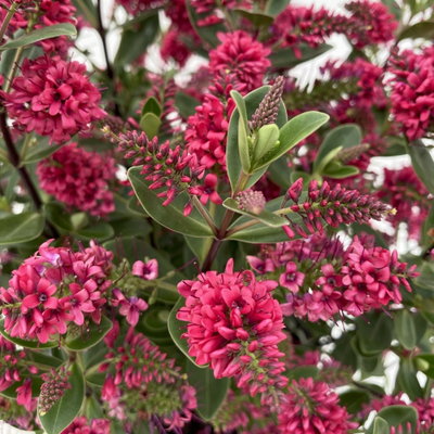 Hebe 'All Blooms®', Farbe zufällig, Topf-Ø 10,5 cm, 6 Pflanzen