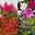 Pflanzenkreation Spätsommer-Zeit lila-pink, 8 Pflanzen inkl. Erde & Dünger
