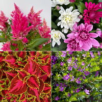 Pflanzenkreation Spätsommer-Zeit lila-pink, 8 Pflanzen inkl. Erde & Dünger