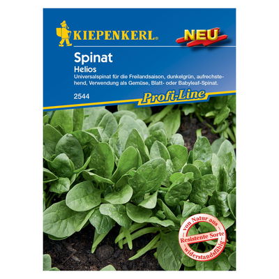 Saatgut Spinat 'Helios'