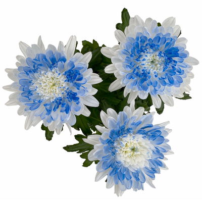 Chrysantheme 'Zembla Make-Upz® Heart Mix, Farben zufällig, Topf-Ø 13 cm, 3er-Set Chrysantheme 'Zembla Make-Upz® Heart Mix, Farben zufällig, Topf-Ø 13 cm, 3er-Set