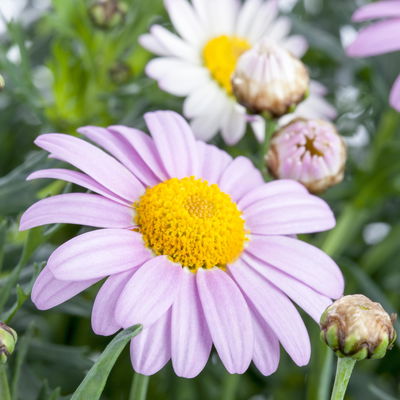 Margerite, rosa, Stamm, Topf-Ø 15 cm, 2 Pflanzen