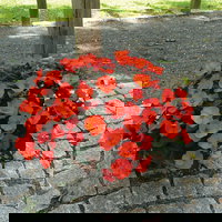 Pflanzenkreation Schatten-Leuchten, groß, 12 Pflanzen inkl. Erde und Dünger