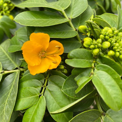 Cassia, gelb, Stamm, Topf-Ø 17/19