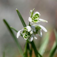 Schneeglöckchen, weiß, gefüllte Blüte, vorgetrieben, Topf-Ø 8 cm, 6 Pflanzen