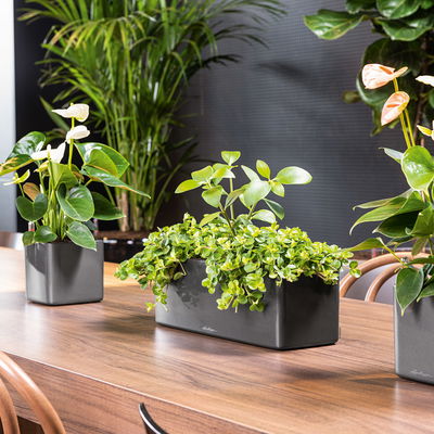 Lechuza 'Cube Glossy Triple', anthrazit highloss, ca. 14 x 40 x H 13,5 cm Lechuza 'Cube Glossy Triple', anthrazit highloss, ca. 14 x 40 x H 13,5 cm